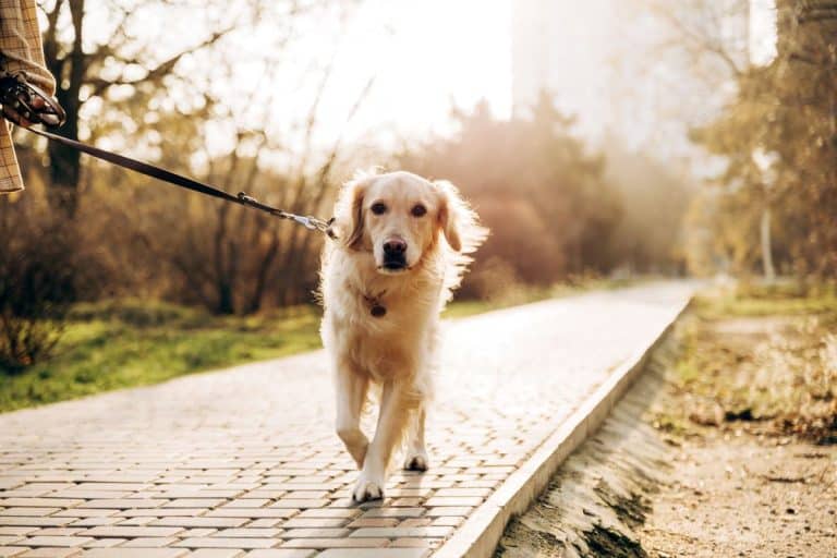 Hunde in Wien: Regeln, Auslauf, Öffis, Baden & Alltag 2026
